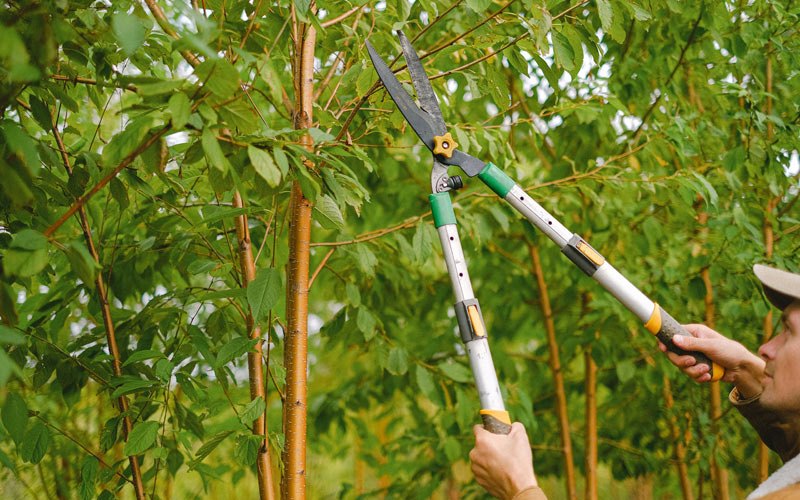 Tree trimming in Telogia, FL